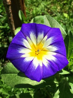 Schönheit im Garten in Montlingen. (Bild: Toni Sieber)