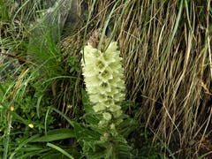 Diese wunderschöne Erscheinung ist laut dem Ranger auf dem Stanserhorn eine ganz seltene Art. Die Straussglockenblume blüht nur ganz kurz und das auch nicht jedes Jahr. (Margrith Imhof-Röthlin)