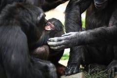 Die Affenfamilie kümmert sich fürsorglich um den Doppelnachwuchs – im Bild Tzippis Baby. (Bild: Walter Zoo)
