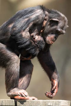 Schimpansin Fanny trägt ihr Jungtier ganz nah bei sich. (Bild: Walter Zoo)