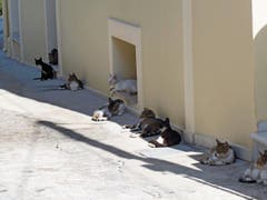 Diese Gasse in Assos (Kefalonia) ist Heimat zahlreicher Katzen.