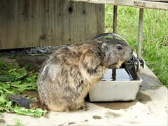 Im zunehmenden Alter werden offenbar auch Murmeltiere vom ärgerlichen Haarausfall überrascht. (Margrith Imhof-Röthlin (Stanserhorn, 22. Juni 2018)