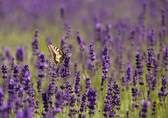 Schwalbenschwanz auf Lavendel. (Bild: Priska Ziswiler-Heller (Ettiswil, 23. Juni 2018))