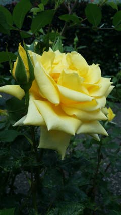 Prachtvolle Rose in vanillegelb. (Bild: Rita Koch (Brunnen, 24. Juni 2018))