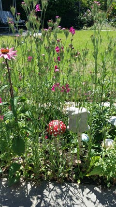 Mittendrin ein Fliegenpilz (Amanita muscaria). (Bild: Rita Koch (Brunnen, 24. Juni 2018))