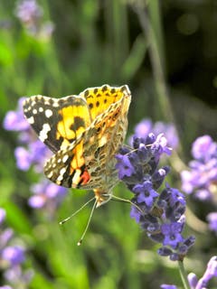 Jetzt habe ich Hunger nach Lavendel. Bild: Eduard Lienert