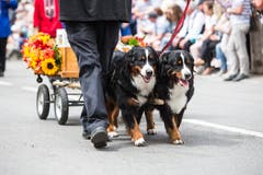 Festumzug am Jodlerfest Schötz. Im Bild: Zuchtverband für Schweizer Hunderassen. (Bild: Manuela Jans-Koch. Schötz 24.Juni 2018)