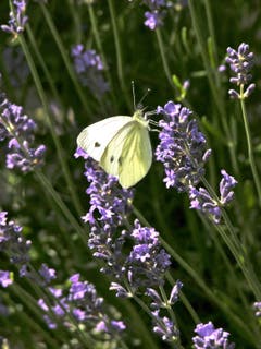 Auch der Zitronenfalter will Nektar vom Lavendel. Bild: Eduard Lienert