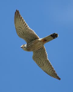 Turmfalke im Flug bei Diepoldsau. (Bild: Hans Aeschlimann)