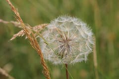 Pusteblume auf einer Wiese. (Bild: Josef Habermacher, Erlosen, 26. Juni 2018)
