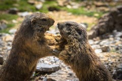 Revierkampf bei den Murmeltieren im Wildpark Peter und Paul in St. Gallen. (Bild: Daniel Bertsch)
