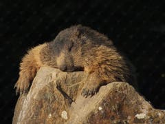 Sonnenbaden macht müde. Murmeltier im Wildpark Peter und Paul in St. Gallen. (Bild: Toni Bürgin)