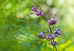 Der Türkenbund blüht wieder in voller Pracht auf dem Schauenberg. Manchmal gönnt sich auch das Wild etwas von den Blüten... (Bild: Mirjam Dentler)