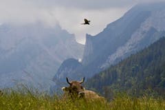 Ein Turmfalke im Rüttelflug - in Brülisau nähe Ruhsitz. (Bild: Klaus Stadler)