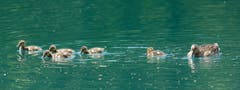 Stockenten-Familie bei Diepoldsau. (Bild: Hans Aeschlimann)