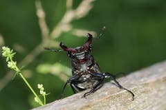 Hirschkäfer zeigt sein "Geweih" (Bild: Edgar Huber)