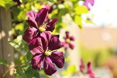 Klematis gibt es in verschiedenen Farben. (Bild: Irene Wanner, 26.06.2018, Schötz)