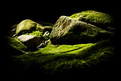 Ein Stein (oder ist es ein Fels?) erhebt sich aus dem saftig grünen Moos am Moosbach in Rehetobel. (Bild: Matthias Rozinek)