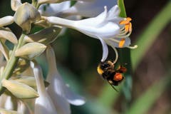 Hummel als Cliffhanger in Kirchberg. (Bild: Roland Hof)