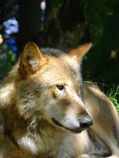 Ein Mongolischer Wolf - aufgenommen im Zoo Zürich. (Bild: Daniela Haas, 26.06.2018)