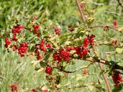 Beim Anblick dieser Johannisbeeren sieht man tatsächlich, ob man will oder auch nicht "nur noch rot"! Fotografiert auf dem Flüeli. (Bild: Margrith Imhof-Röthlin, 26.06.2018)