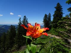 Seltene Feuerlilie am Kamor. (Bild: Toni Weder)