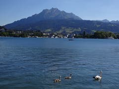 Diese Schwäne geniessen die gewitterfreie Zeit auf dem Vierwaldstättersee in Luzern. (Bild: Josef Müller, 26.06.2018)