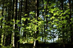 Lichtbeschienener Ast im ruhigen Wald auf der Brünig-Passhöhe. Bild: Bruno Ringgenberg