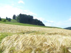 Die Gerste am Buttenberg in Rickenbach ist gereift. Bild: Josef Habermacher
