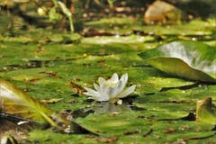 Im Naturlehrgebiet. Bild: Irene Wanner
