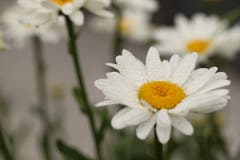 Nun begeistern wieder die Margeriten mit ihren fröhlich weiß-gelben Blüten Jung und Alt. (Bild: Xaver Husmann (Rain, 29. Juni 2018))