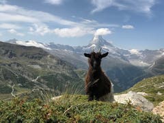 Die Ziege stand perfekt im Weg vor dem Matterhorn :) Bild: Stephanie Gygax.