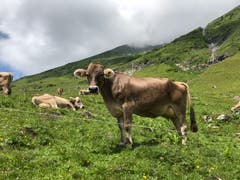 Kühe auf der Fürenalp ob Engelberg. (Bild: Regina Sapin (28. Juni 2018))