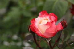 Rose – Königin der Blumen. (Bild: Xaver Husmann (Rain, 29. Juni 2018))