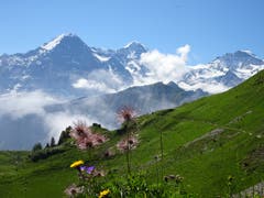 Alpenanemonen, im Hintergrund Eiger, Mönch und Jungfrau. Bild: Walter von Holzen