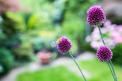 Biene mit Blume. (Jörg Meier (Luzern, 28. Juni 2018))