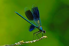 Prachtlibelle. (Bild: Marianne Schmid)