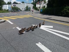 Zwölfköpfige Entenfamilie zu Fuss Richtung St. Karlibrücke. (Bild: Theresia Wittwer-Wolf)