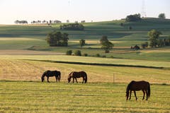 Friedliches Weiden am Morgen, auf dem Kommlen-Moos. (Bild: Josef Habermacher)