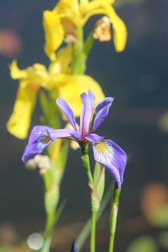 Iris, fotografiert im Vogelmoos, Neudorf. (Bild: Josef Habermacher)