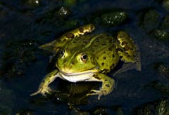 "Bitte nicht küssen"! Frosch im Schlossweiher in Wittenbach (Bild: Walter Schmidt)