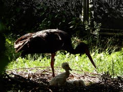 So alt können diese «Drillinge» im Tierpark Goldau noch nicht sein. (Bild: Margrith Imhof-Röthlin)