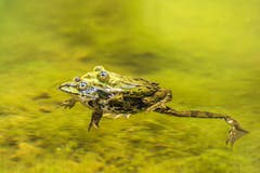 Ein Liebespaar im Naturschutzweiher in St. Gallen (Bild: Franziska Hörler)