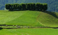 Allee auf dem Ennerberg, Gemeinde Buochs. (Bild: Sepp Bernasconi)
