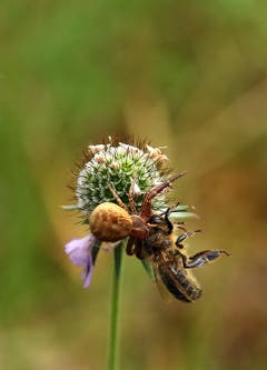 Die Spinne hat gesiegt in Amriswil (Bild: Baraba Weber)