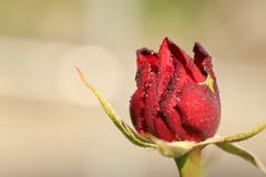Baccara Rosenknospe schon bald in Vollblüte. (Bild: Xaver Husmann)