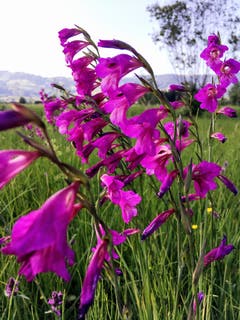 Die ziemlich seltene Sumpfgladiole im Rheintal (Bild: Toni Sieber)