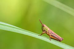 Eine Heuschrecke im Gras (Bild: Franziska Hörler)