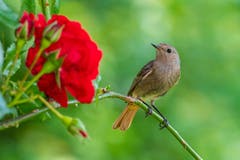 Dieser Hausrotschwanz ist in einem Garten in Emmenbrücke am Brüten. Im Nest befinden sich vier Junge, die erst kürzlich ihre Augen geöffnet haben. (Bild: Roman Willi)