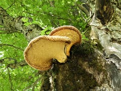 «Überall hets Pilzli dra». Das ist aber eine ganz besonders schöne Erscheinung. Aufgenommen im Eigenthal. (Bild: Margrith Imhof-Röthlin)